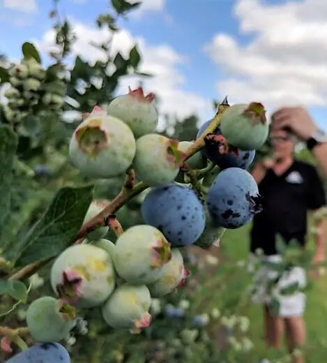 Mount Dora 2023 Blueberry Festival